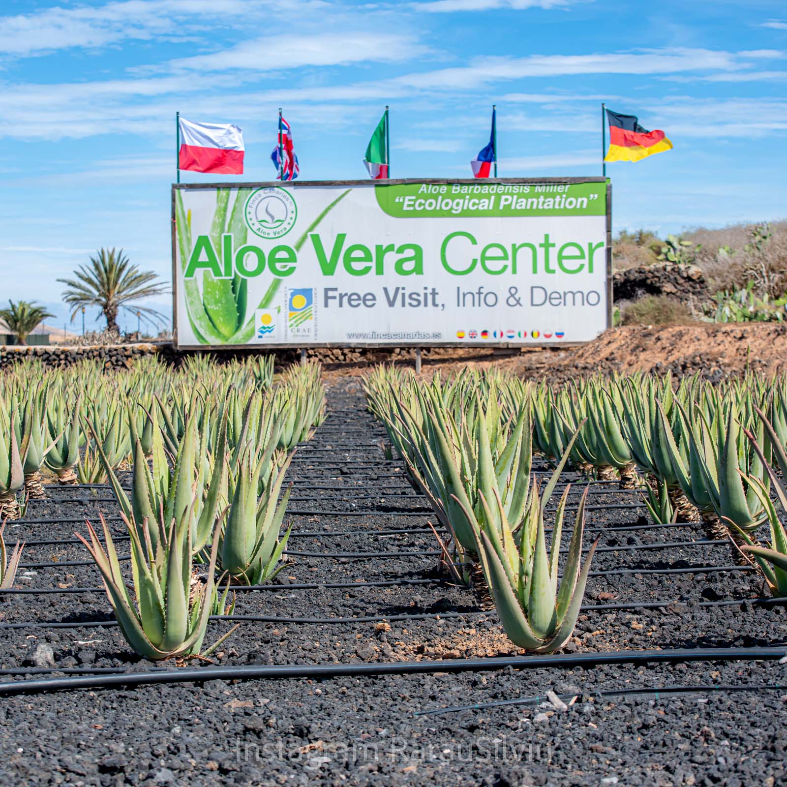 aloe vera red tips Aloe divaricata 'Diablo'